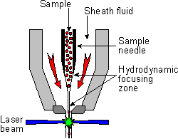 research_brcf_flowcytometry_training_flowcytometrysignals_hydrodynamicfocusing_0